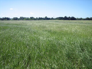 A flat, clear field of uncut grass on a clear, cloudless day.
