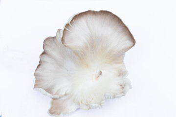 Oyster Mushroom (Phoenix Mushroom, Lung Oyster Mushroom) is a good choice of food for vegetarian. Close up of behind of oyster mushroom with white background.