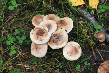 Hebeloma mesophaeum, known as  veiled poisonpie or poison pie, wild mushroom from Finland