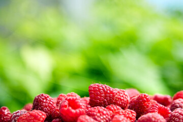 Fresh red ripe raspberries
