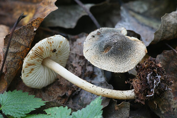 Lepiota grangei, known as the Green Dapperling, wild mushroom from Finland