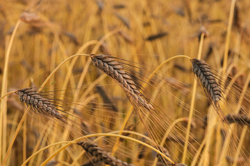 Emmer in einem goldenen Getreidefeld