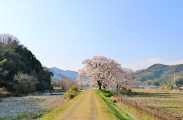 桜の頃　田舎　山　風景