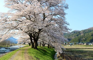 川沿いの桜　満開　風景