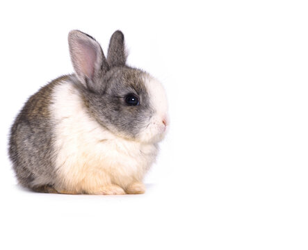 White and gray rabbit sitting isolated border 