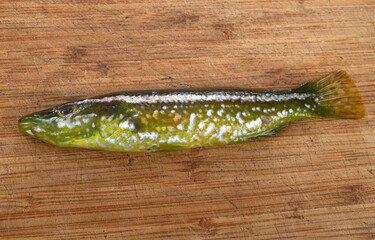 labrus viridis in studio