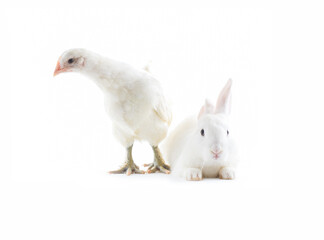 Young white hen with young white rabbit isolated on white background