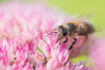 Honey bees collect pollen Spiraea flower. Macro shot.