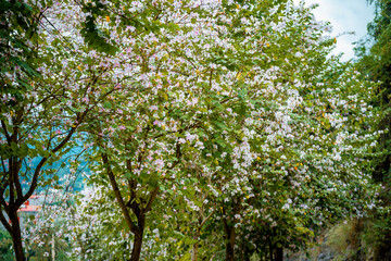 Fototapeta na wymiar Ban white flower (Scientific name: Bauhinia variegata ) on the street at Ha Giang, VietNam