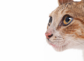 Portrait orange and white cat head in profile