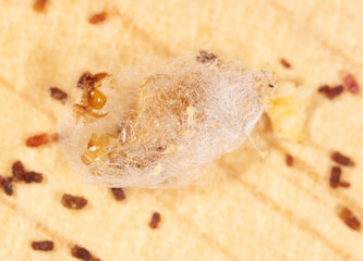 Close-up of a cocoon with a worm on a dried apple.