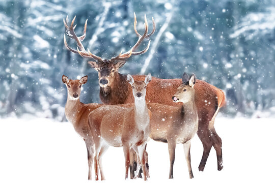 Group of  noble deer against the background of a beautiful winter snow forest. Artistic winter landscape. Christmas image.