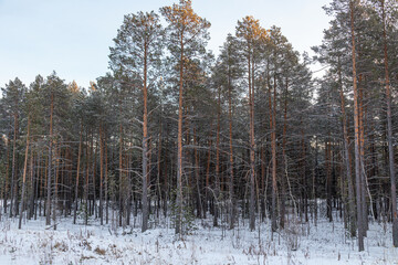 beautiful, fabulous forest in winter in the cold with Christmas trees, trees, snow in the afternoon at Christmas, New year