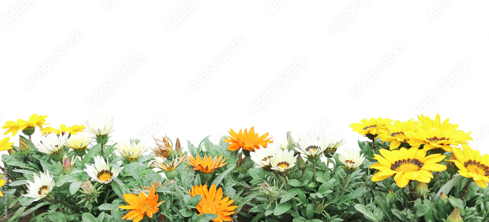Leinwandbilder First spring wildflowers yellow, white and orange Adonis vernalis