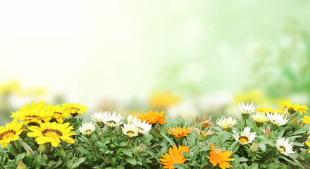 Obraz na płótnie Canvas First spring wildflowers yellow, white and orange Adonis vernalis