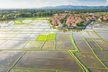 Land or landscape in aerial view. Plot of land on earth for agriculture farm, farmland or plantation with crop, rice, paddy. Also sale, investment. Rural area with nature at countryside in Chiang mai.