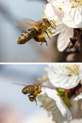 A bee is flying by a flower on a fruit tree.