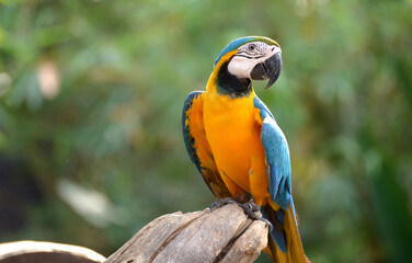 Blue and yellow macaw Perched on a branch in the forest Take pictures that are naturally beautiful.