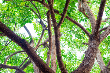 The crooked branches of a majestic green tree.