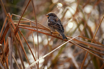 Sparrow in the city Park