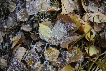 frost on autumn leaves
иней на осенних листьях 