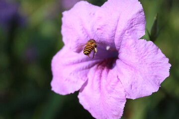 A beautiful flower with bee on it
