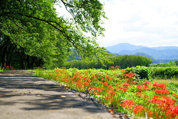 空と山が背景の木漏れ日の川の土手沿いの並木道と彼岸花群生