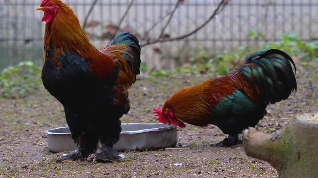 Close up of two roosters standing around