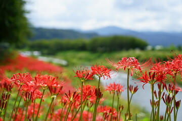 ボケた空と山と川が背景の川の土手沿いの彼岸花群生