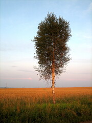 A lone tree in an open field at sunset. The sky is lit up by the sunset light.