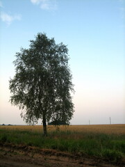 A lone tree in an open field at sunset. The sky is lit up by the sunset light.