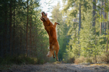 dog jumping in the forest. Nova Scotia Duck Tolling Retriever in nature. Pet friendship. 