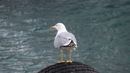 seagull standing by the sea