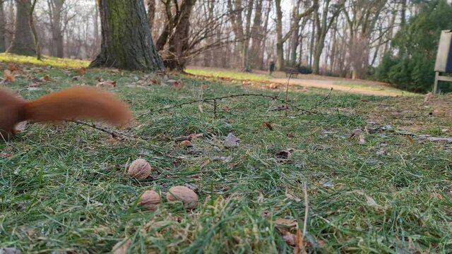 Wiewi&oacute;rka zbierająca orzechy w jesiennym parku