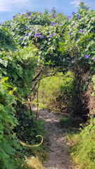 Path Down to Moonee Beach New South Wales Australia. A sandy path winding through coastal scrub and Australian native bush
