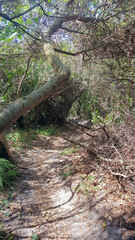 Path Down to Moonee Beach New South Wales Australia. A sandy path winding through coastal scrub and Australian native bush