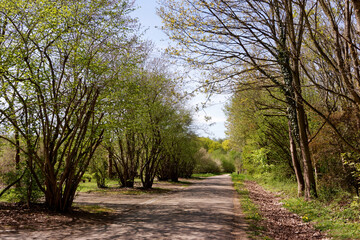 Palaiseau forest in the Grand Paris area