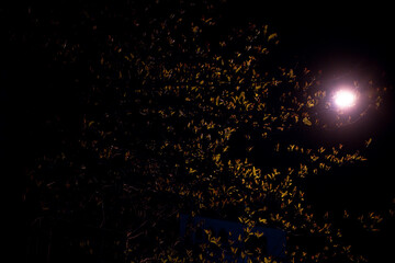 Christmas tree lights texture