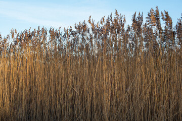 reed on the blue sky background in winter