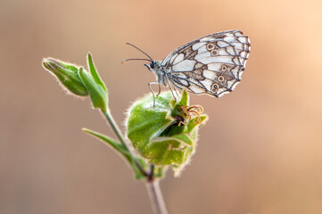 Melanargia galathea butterfly on a dry blade in the early morning on a forest glade
