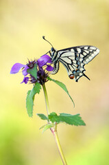Wonderful butterfly Papilio machaon on the flower on a summer day