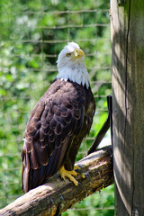 A picture of Bald eagle perching on the wood.      BC Canada
