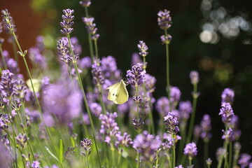 Buterfly cabbage butterfly on flower, macro. Pieris brassicae pollinating lavender in the garden.