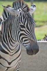 Fototapeta na wymiar A closeup of the zebra's face. BC Canada 