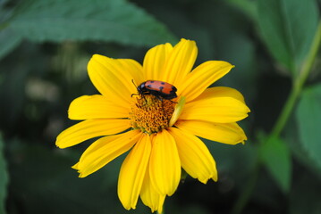 Coreopsis