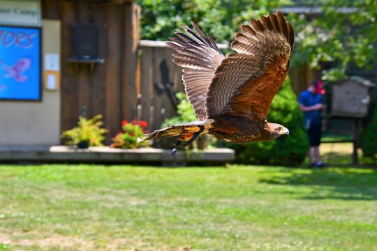 A picture of a Harris's hawk flying in the air.      BC Canada
