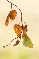 The yellow butterfly Colias hyale on a yellow forest leaf in an autumn morning
