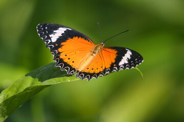 Obraz na płótnie Canvas Schmetterling