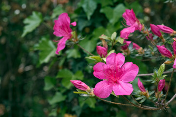 Fototapeta na wymiar Azalea Mollis Hybrid (Rhododendron x mollis) in arboretum, Washington DC, USA