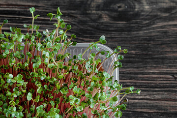 selective focus photo of radish microgreens growing in tray